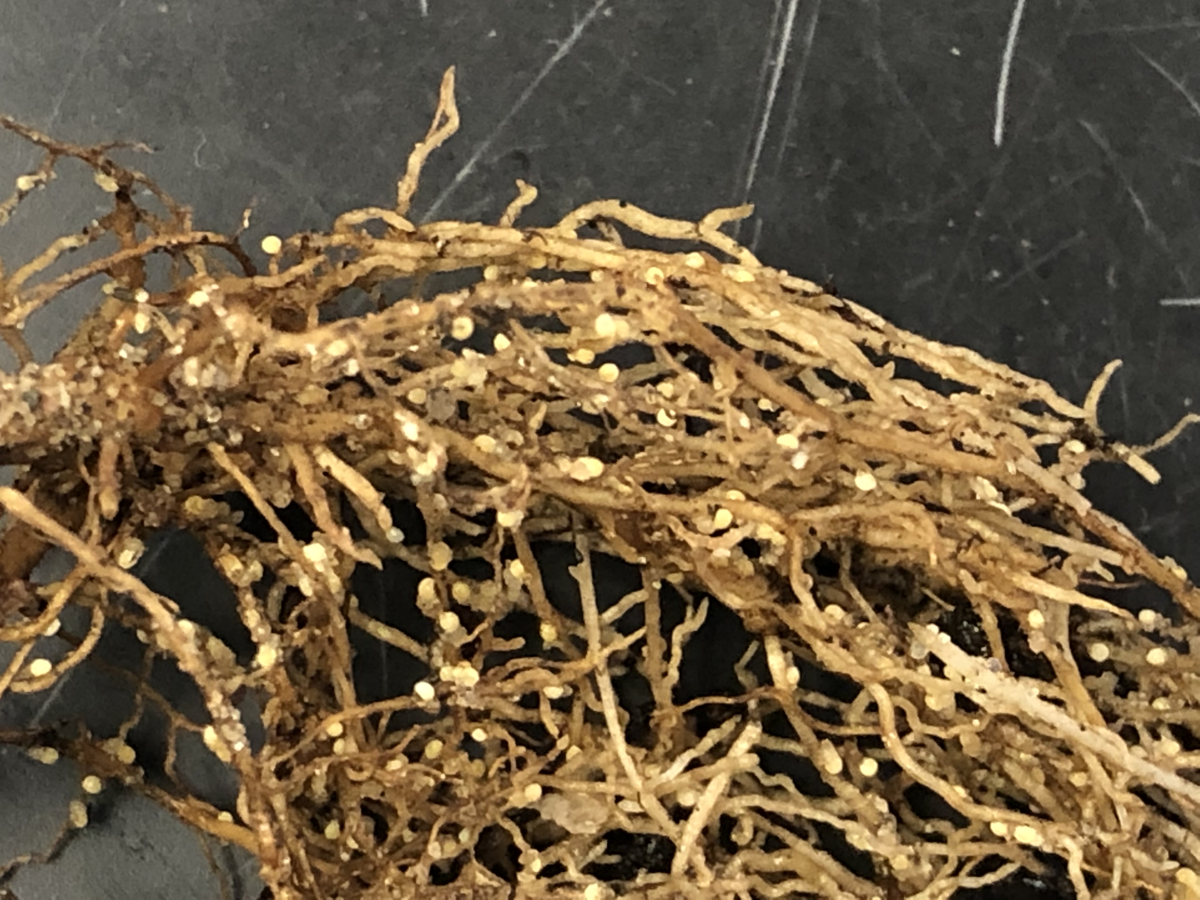 Soybean cyst nematode on roots.